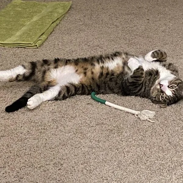 An adult medium-sized male Domestic Short Hair cat named Socks for adoption in Des Moines, IA