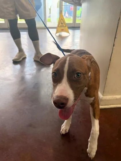 A baby medium-sized male Pit Bull Terrier dog named Bumble for adoption in New Orleans, LA