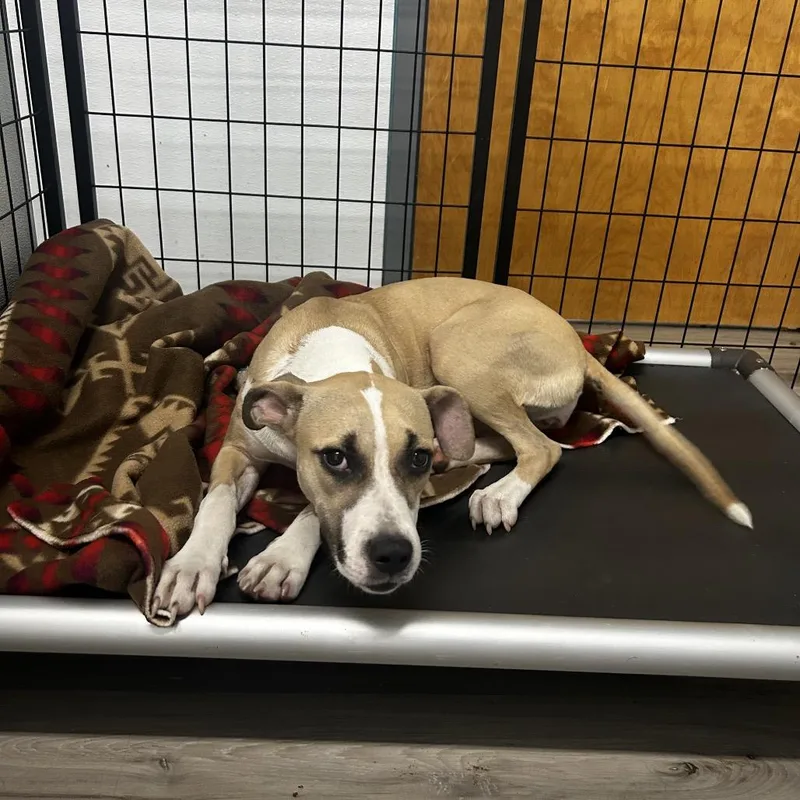 Pineapple thumbnail 2