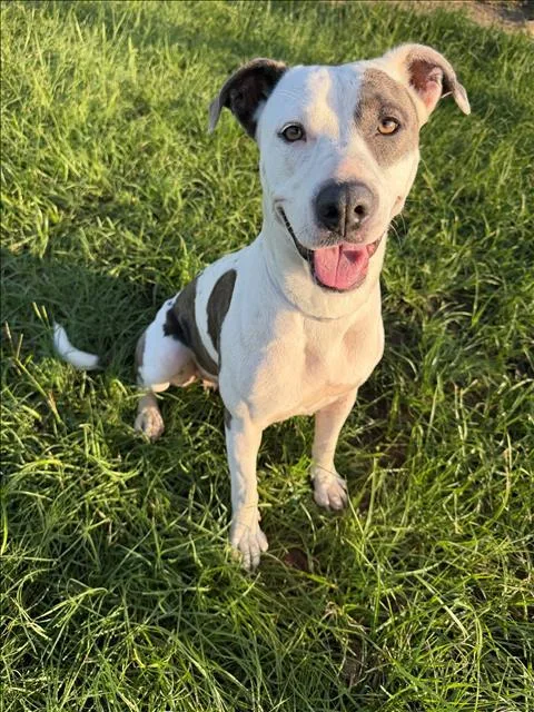 A young medium-sized female Pit Bull Terrier dog named Ginny for adoption in Conroe, TX