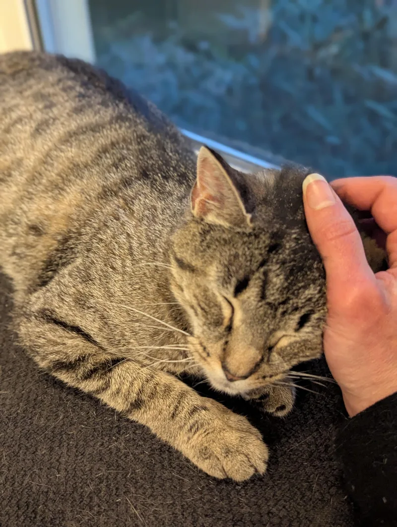 A young medium-sized female Tabby (Tiger Striped) Tabby cat named Maeve for adoption in North Billerica, MA