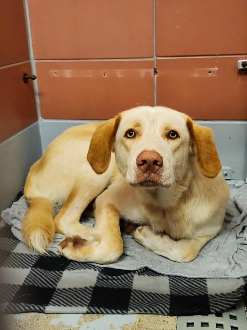A young large-sized male Labrador Retriever dog named Ragnar for adoption in Houston, TX