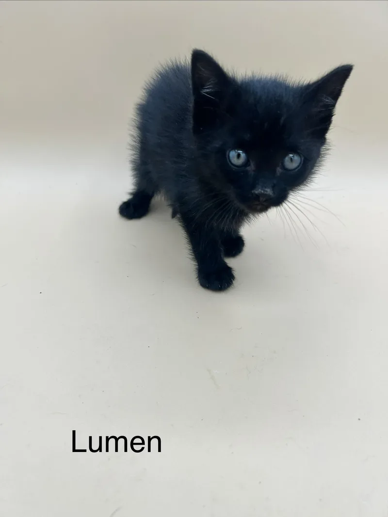 Lumen thumbnail 2