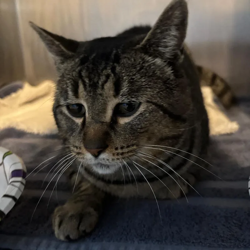 An adult large-sized male Brown / Chocolate Domestic Short Hair cat named Tiger boy for adoption in Hamburg, NY