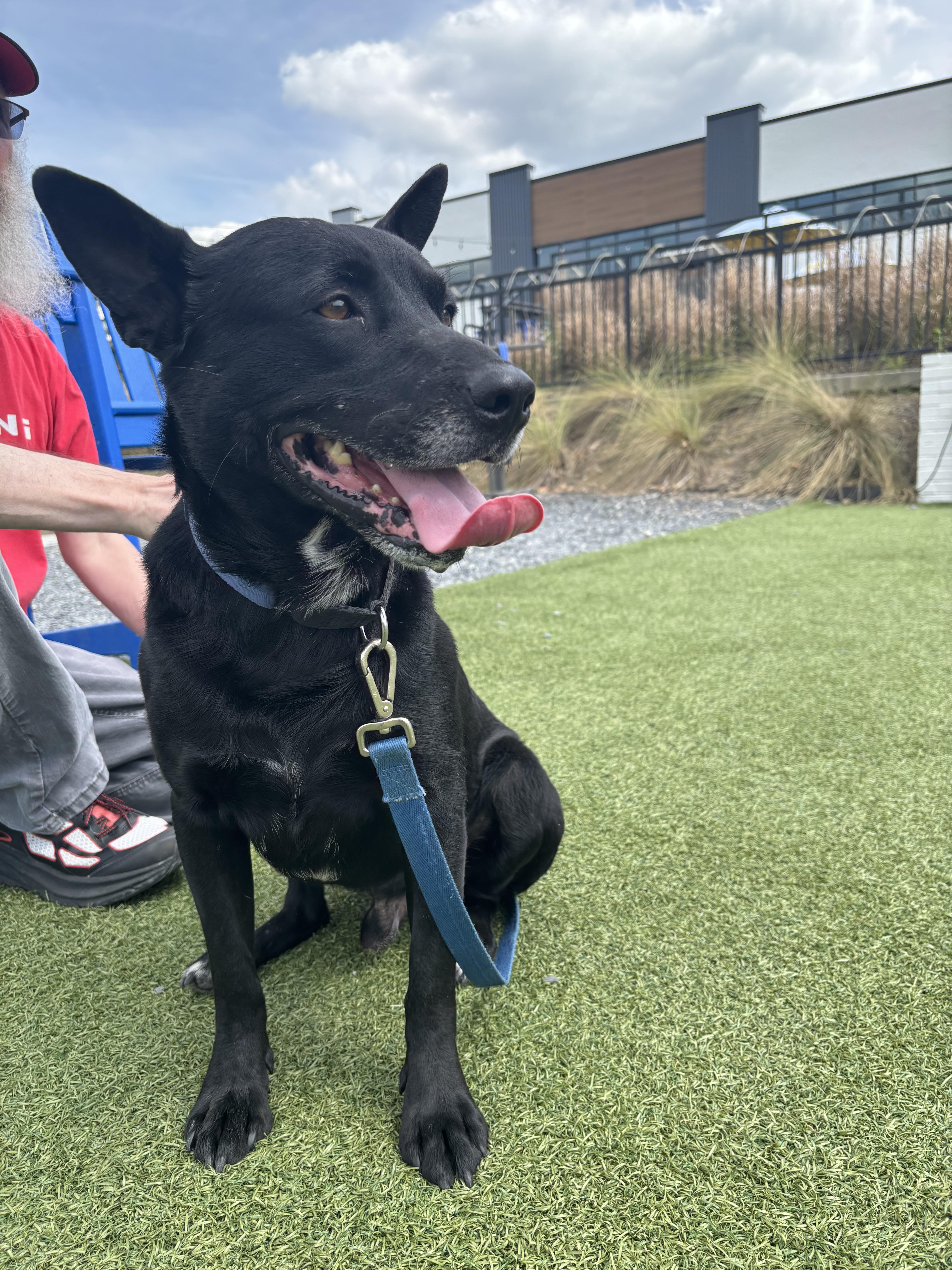An adult large-sized male German Shepherd Dog dog named Marlin for adoption in Winder, GA