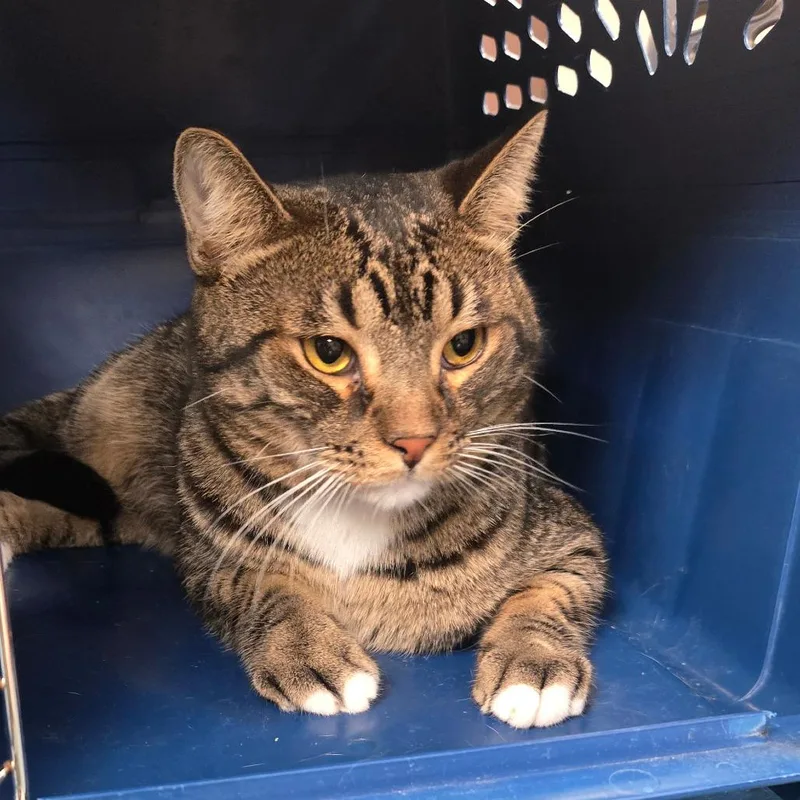 A young large-sized male Gray / Blue / Silver Domestic Short Hair cat named Joe for adoption in San Jacinto, CA