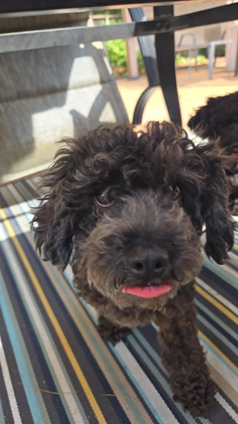 A young small-sized female Poodle dog named Kissie Moore for adoption in Saunderstown, RI