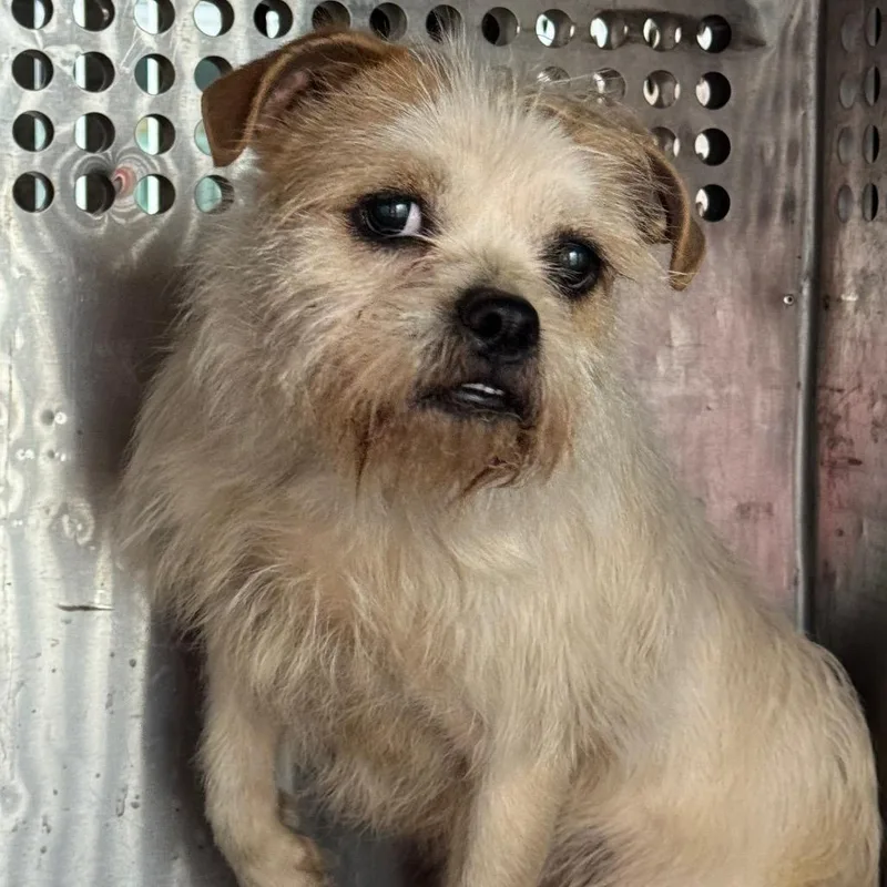 An adult small-sized male White / Cream Terrier dog named Milton for adoption in Birmingham, AL