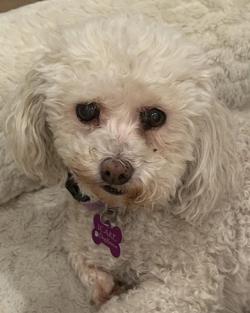 A senior small-sized female Poodle dog named Cutie for adoption in Corona, CA