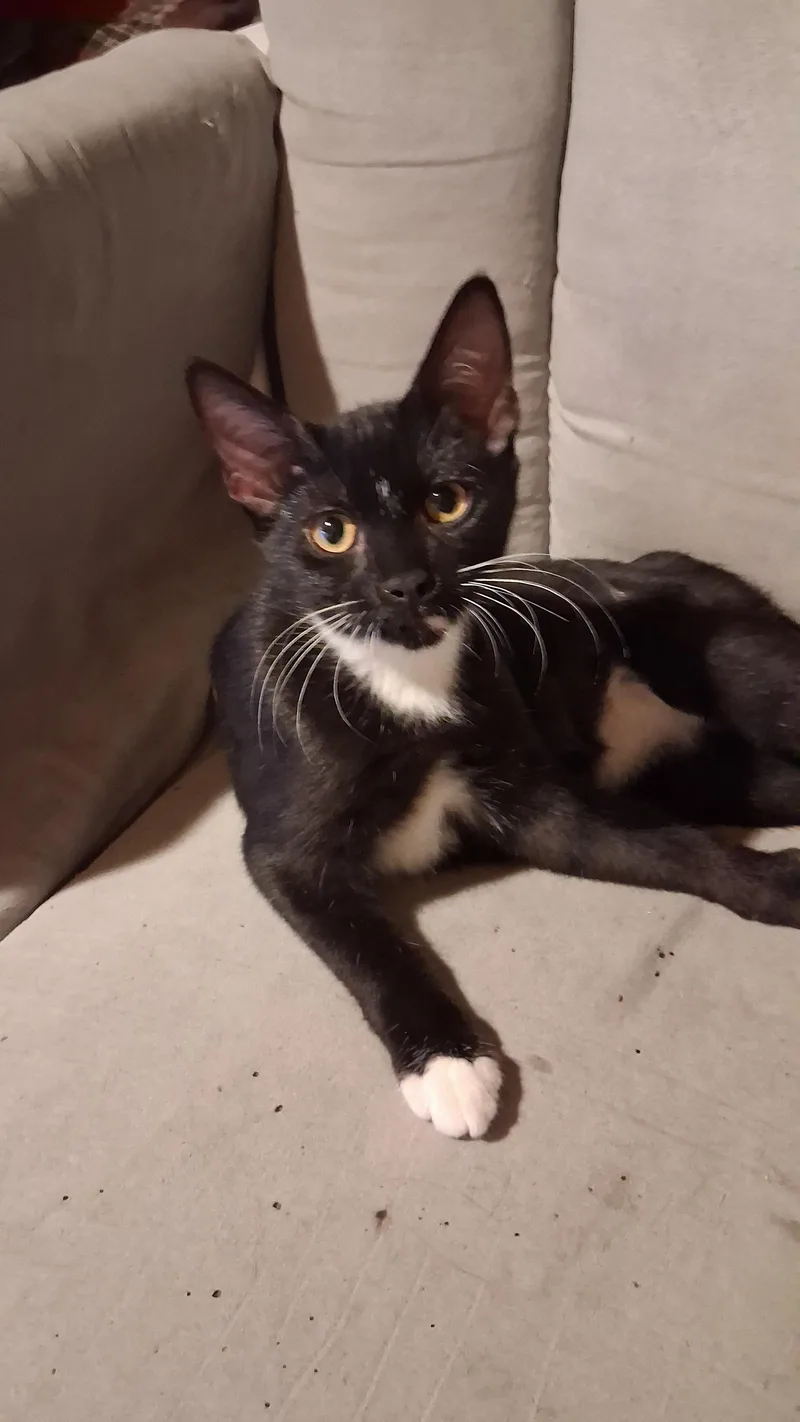A baby small-sized female Domestic Short Hair cat named Daisie for adoption in Randolph, AL