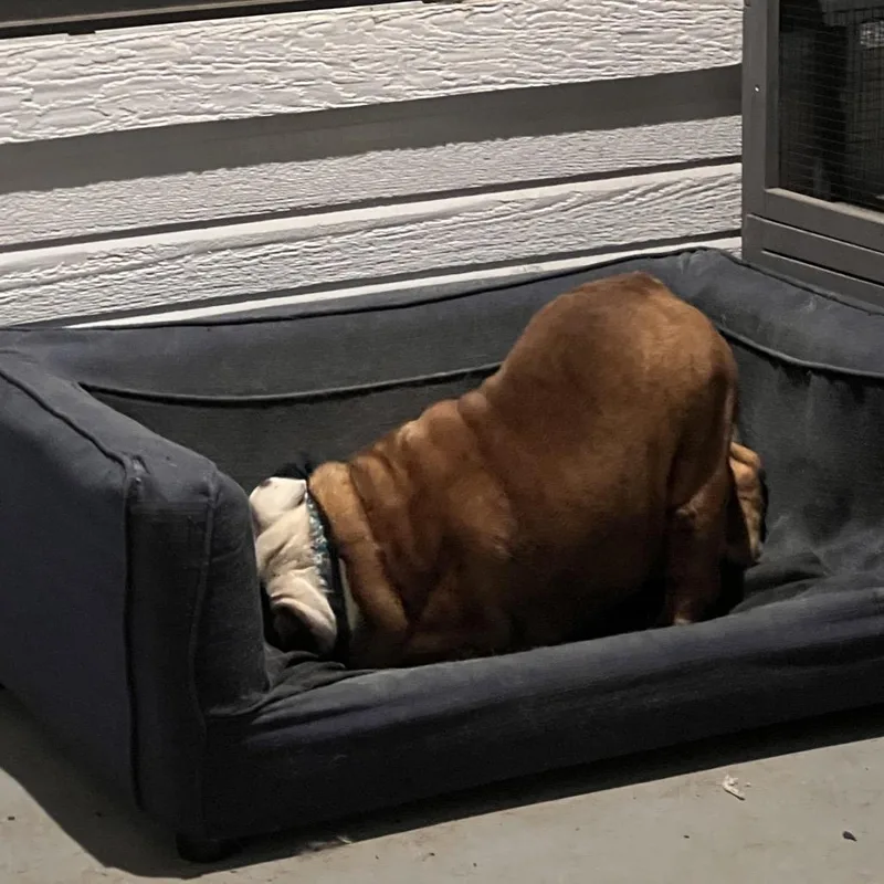 Maggie Mae thumbnail 5