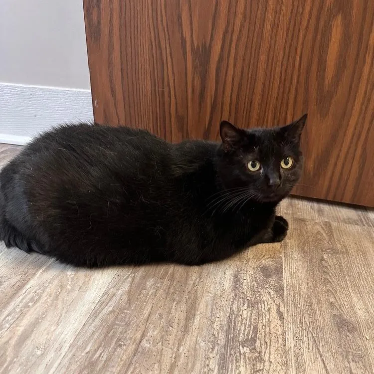 A senior small-sized female Domestic Short Hair cat named Shed for adoption in Greensburg, PA