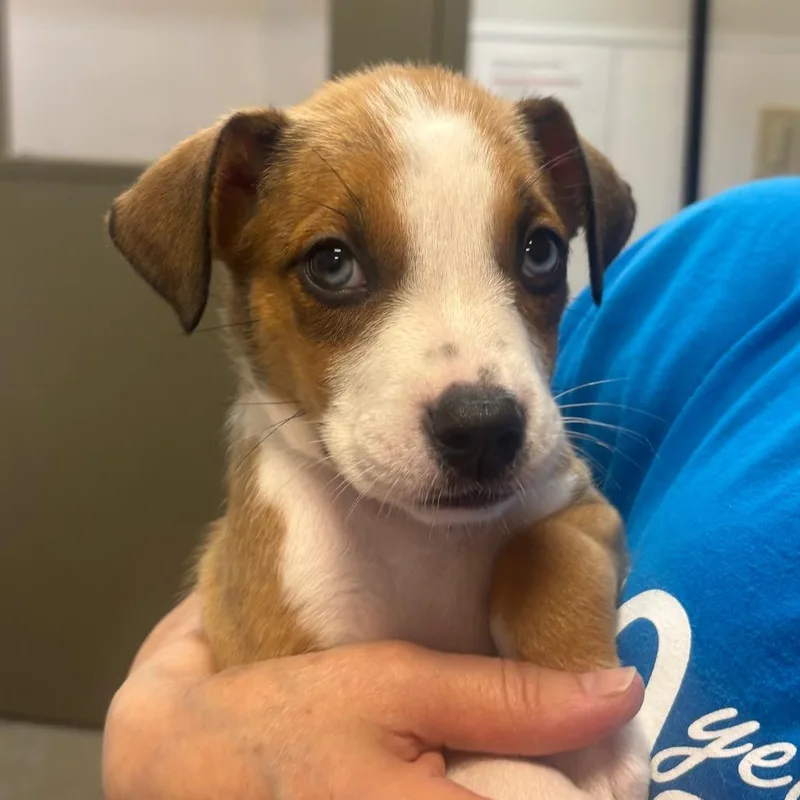 A baby medium-sized female Brown / Chocolate Mixed Breed dog named Koala for adoption in Washington Township, OH