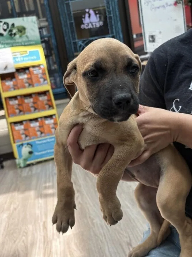 A baby medium-sized female Terrier dog named Regina for adoption in Elyria, OH