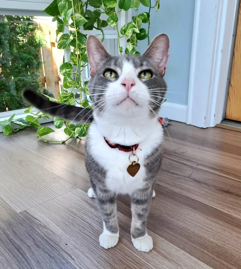 An adult medium-sized male Tabby (Gray / Blue / Silver) Tabby cat named Mr Bean for adoption in New Albany, OH