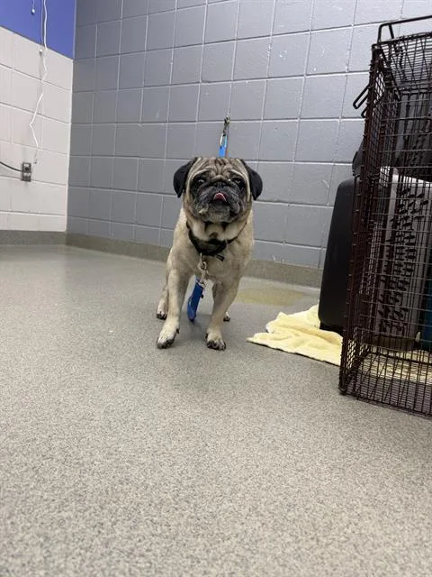An adult small-sized male Pug dog named Dogtor for adoption in Omaha, NE