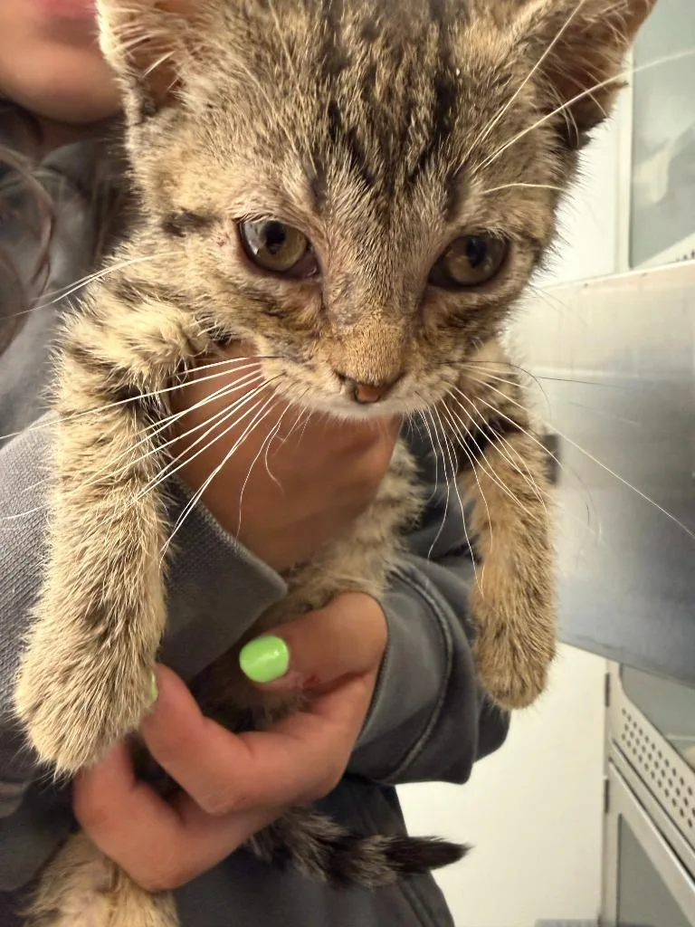 A baby medium-sized male Domestic Short Hair cat named Lazarus for adoption in New Kensington, PA