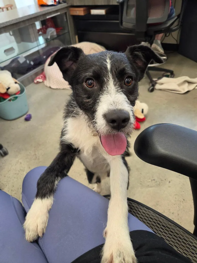 A young medium-sized male Black Terrier dog named Kangaroo for adoption in New Rochelle, NY