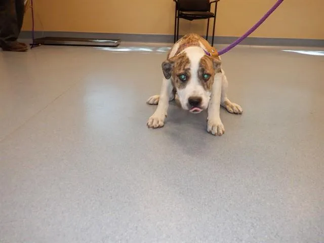 A young medium-sized male Pit Bull Terrier dog named Finch for adoption in San Jose, CA