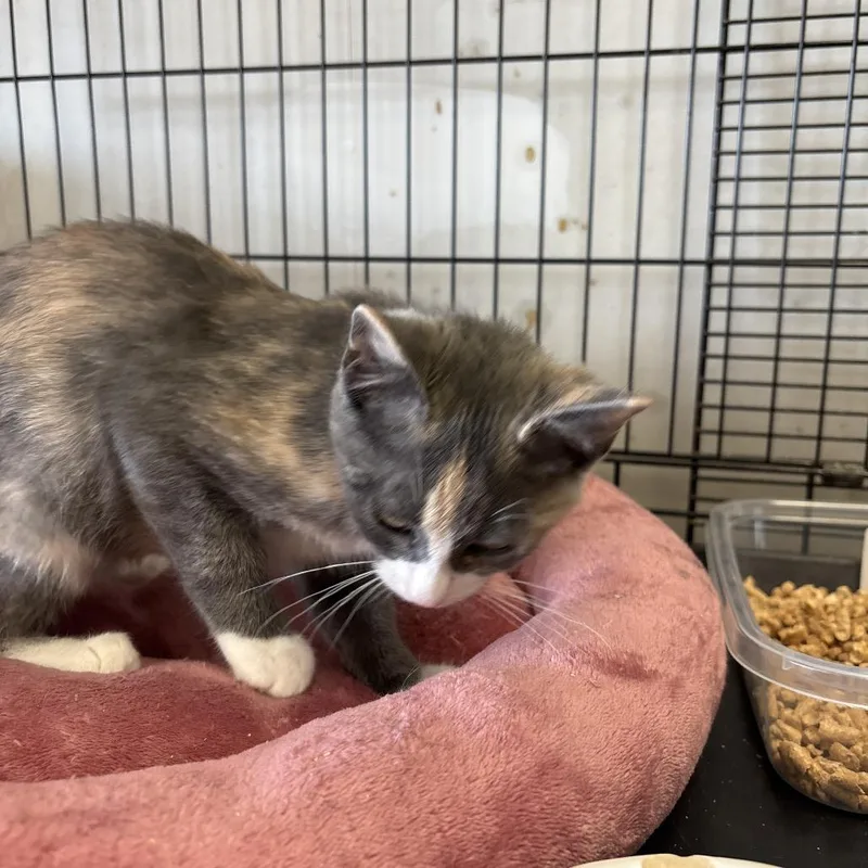 A baby small-sized female Calico Domestic Medium Hair cat named Sushi for adoption in Webster, TX