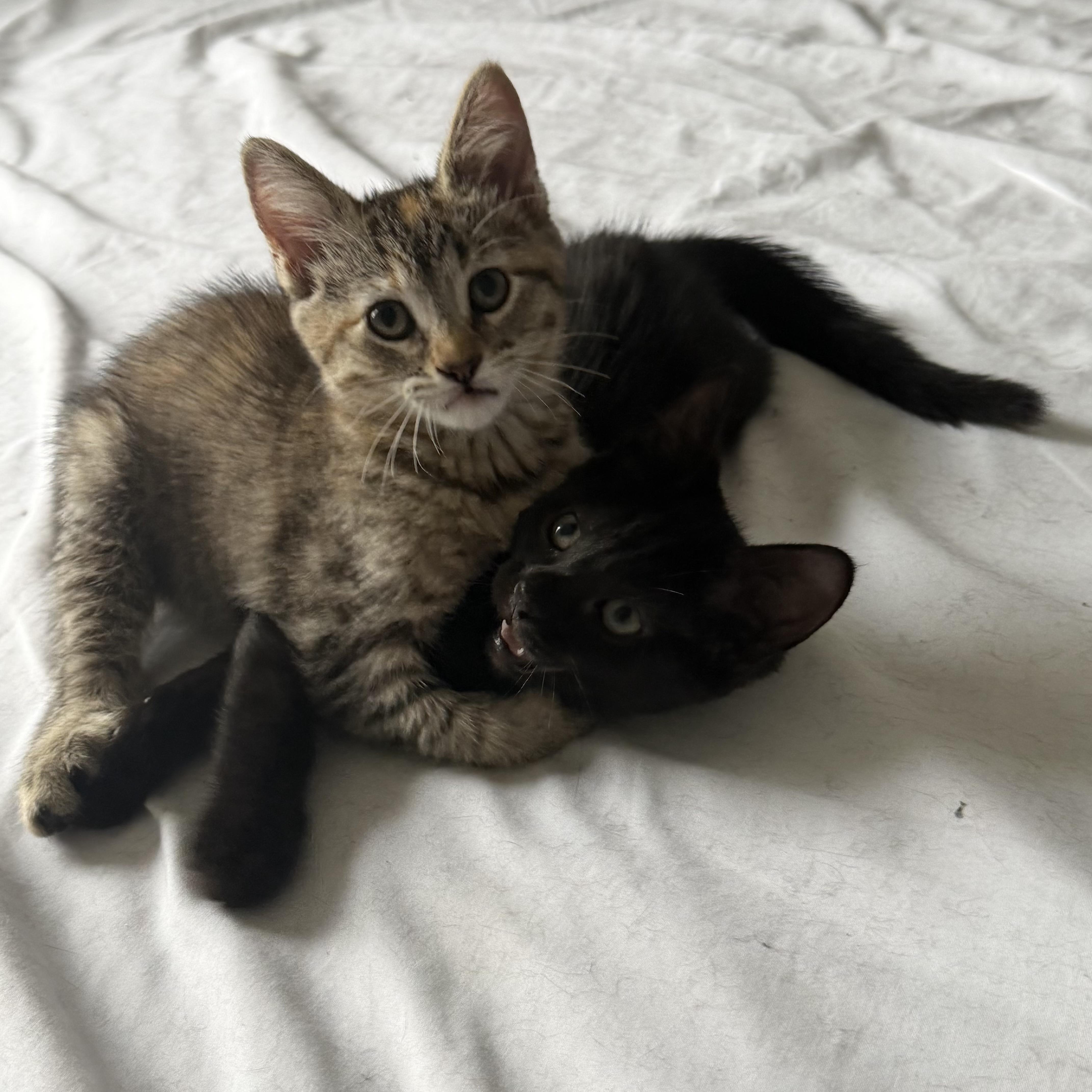 A baby small-sized female Torbie Domestic Short Hair cat named Barry and Ribbon for adoption in Brooklyn, NY