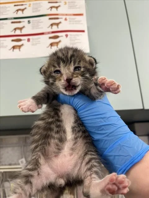 A baby small-sized male Brown / Chocolate Domestic Short Hair cat named Freckles for adoption in Woodland, CA