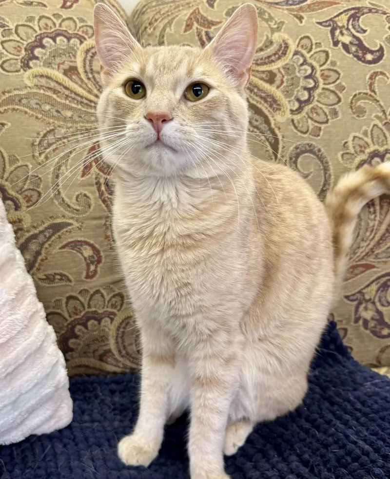 An adult medium-sized male Buff / Tan / Fawn Domestic Short Hair cat named Tiger for adoption in Webster, NY