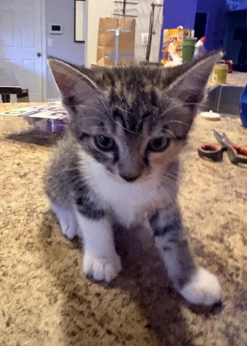 A baby medium-sized female Gray & White Domestic Short Hair cat named Atlas for adoption in Oviedo, FL