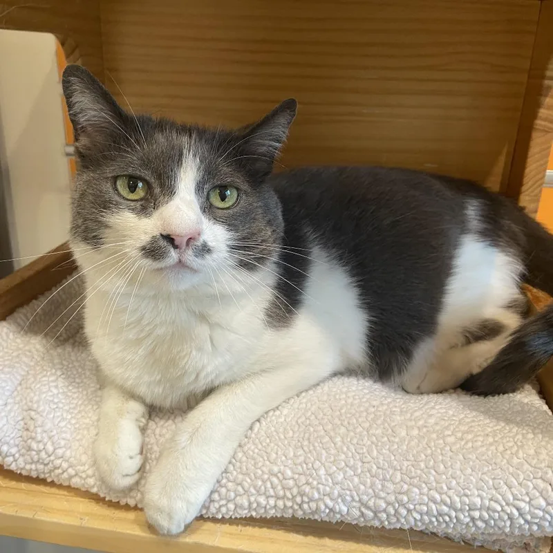 A senior medium-sized female Gray / Blue / Silver Domestic Short Hair cat named Belize for adoption in Washington Township, OH