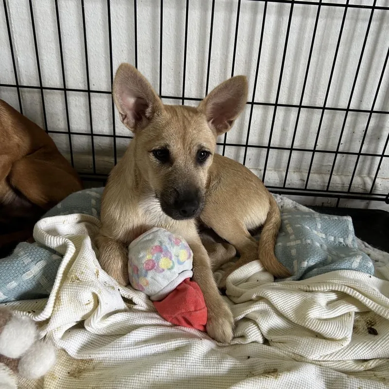 A young small-sized male Yellow / Tan / Blond / Fawn Mixed Breed dog named Shep for adoption in Leander, TX