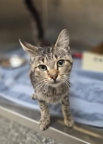 A young small-sized female Domestic Short Hair cat named Tuscaloosa for adoption in Westland, MI