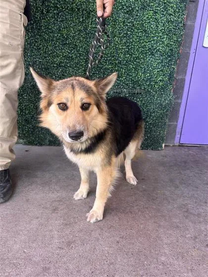 A young medium-sized female Yellow / Tan / Blond / Fawn Australian Shepherd dog named Princess Leia for adoption in El Paso, TX
