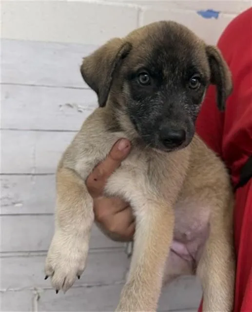 A baby small-sized female German Shepherd Dog dog named Coconut for adoption in San Bernardino, CA