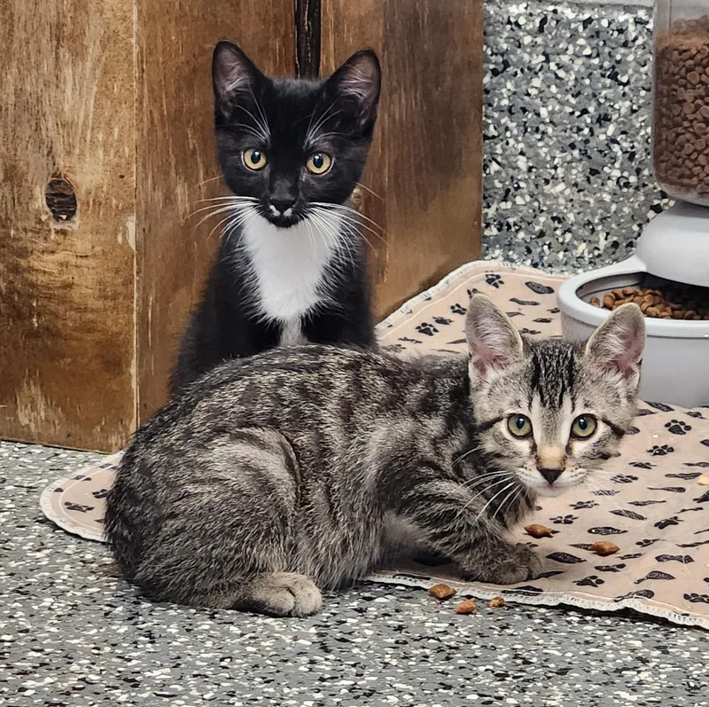 A baby medium-sized male Tabby (Gray / Blue / Silver) Tabby cat named Rocket for adoption in Siloam Springs, AR