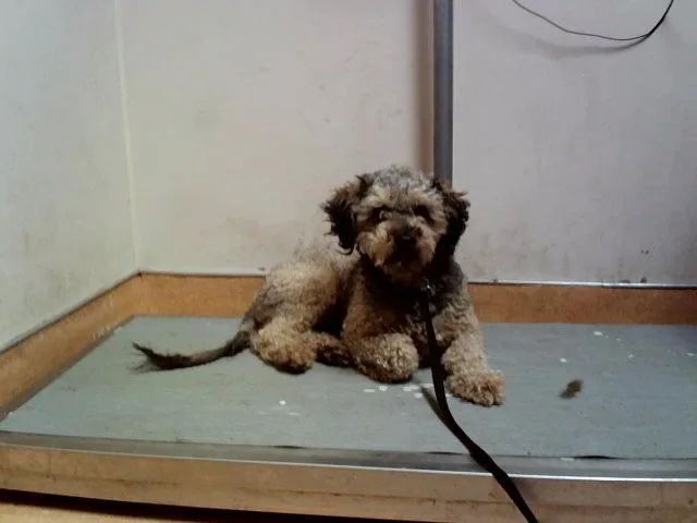 A young small-sized male Terrier dog named Toki for adoption in Martinez, CA