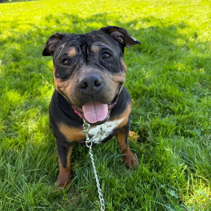 An adult medium-sized female Black English Bulldog dog named Arabella for adoption in Columbia Station, OH