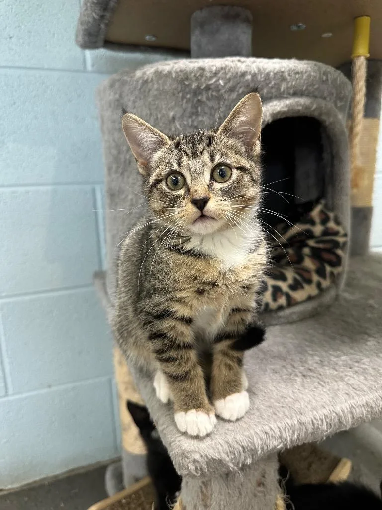 A baby medium-sized female Domestic Medium Hair cat named Pinky for adoption in Johnson City, TN
