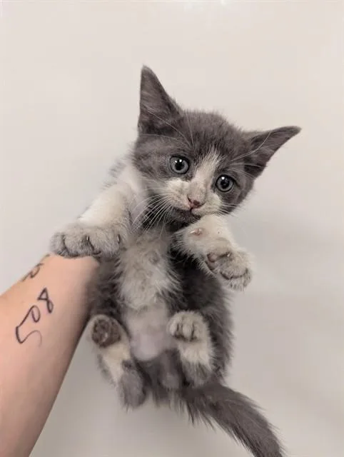 A baby small-sized male Domestic Short Hair cat named Zach for adoption in Ontario, CA