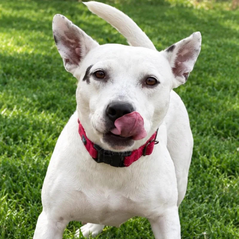 An adult medium-sized female Mixed Breed dog named Elayne for adoption in Kennebunk, ME