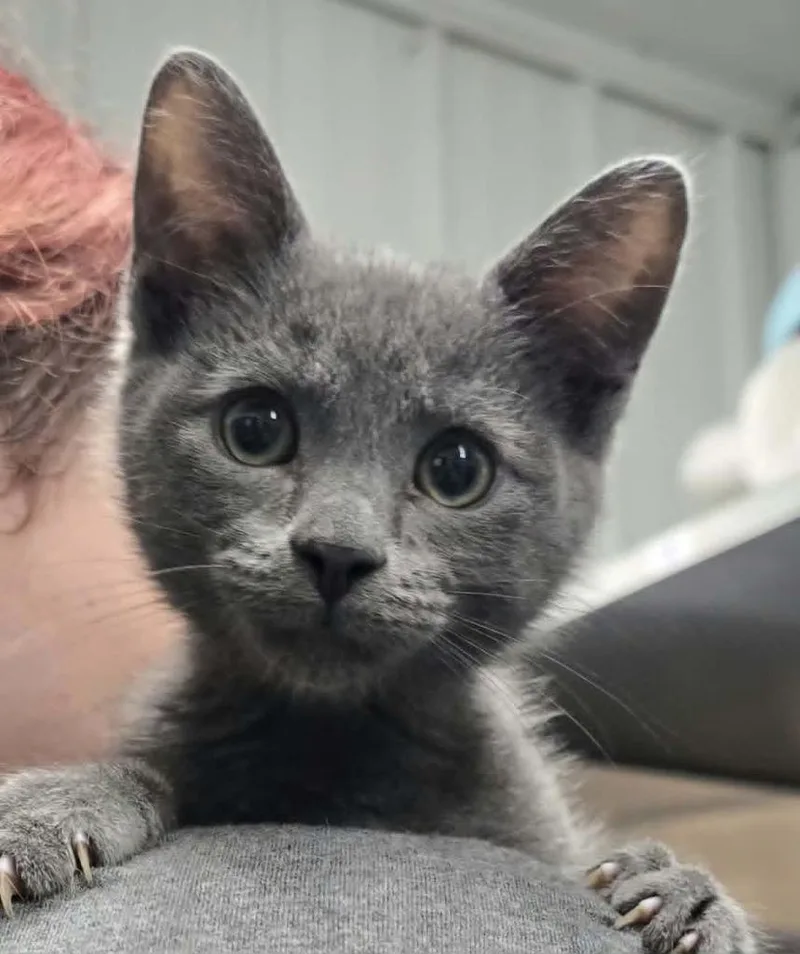A baby small-sized male Domestic Short Hair cat named Merrick for adoption in Hillsdale, IN