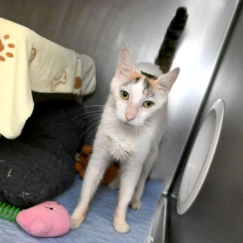 A young medium-sized female Gray / Blue / Silver Domestic Short Hair cat named Sunflower for adoption in West Palm Beach, FL
