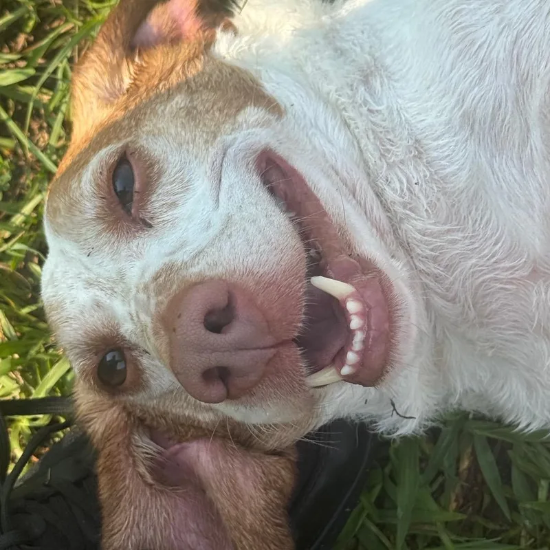 Doug thumbnail 6