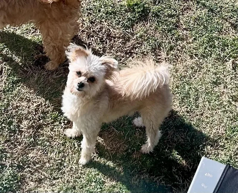 An adult small-sized male Maltese dog named Simon for adoption in Chickasha, OK