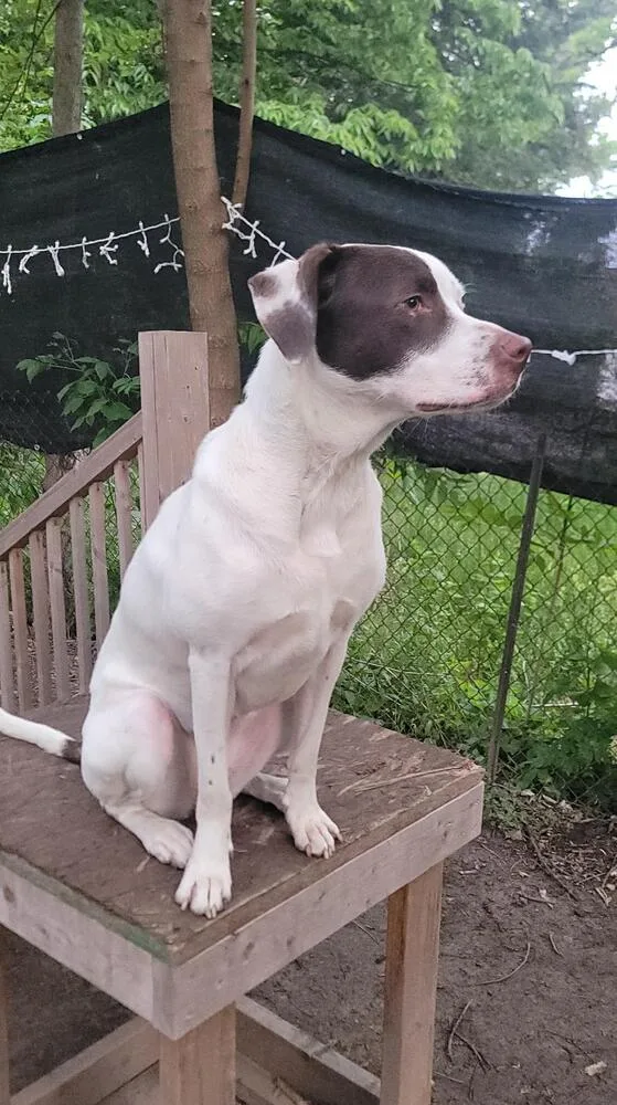 An adult large-sized female Pointer dog named Poppy for adoption in Peoria, IL