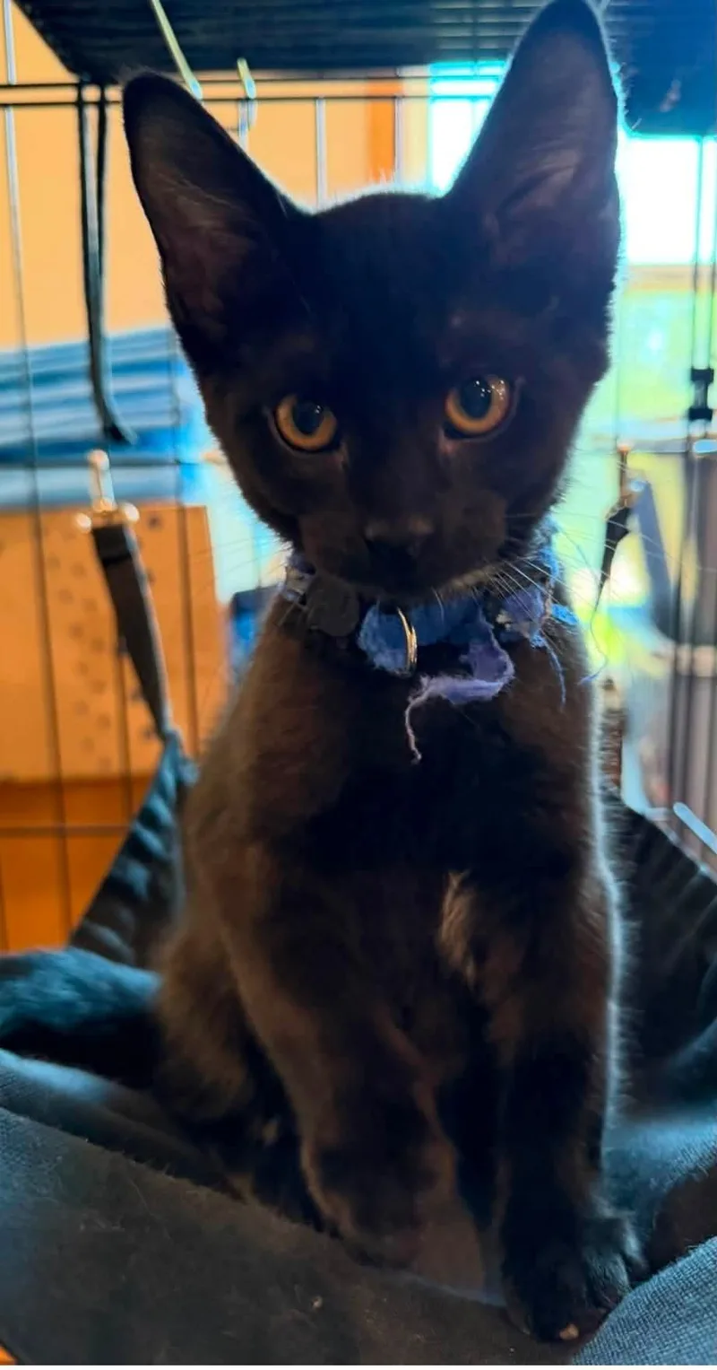 A baby large-sized male Black Domestic Short Hair cat named Road Runner for adoption in Sioux City, IA