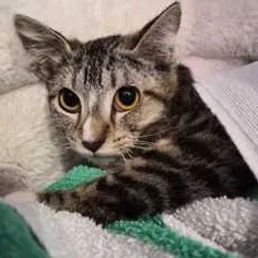 A young small-sized female Brown / Chocolate Domestic Short Hair cat named Ella for adoption in Fernandina Beach, FL