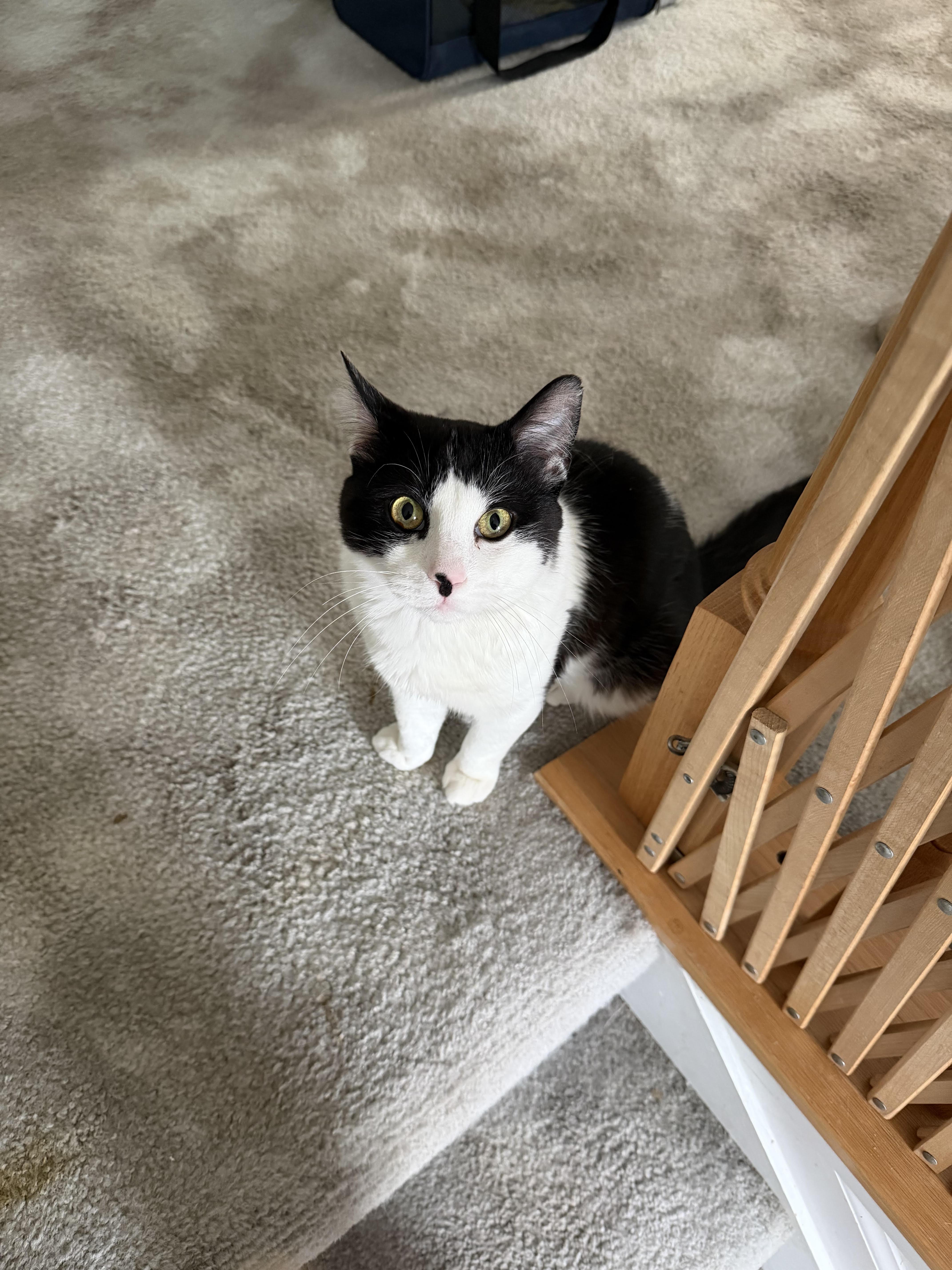 An adult medium-sized male Black Domestic Short Hair cat named Toupeecalm And Charming for adoption in Laurel, MD