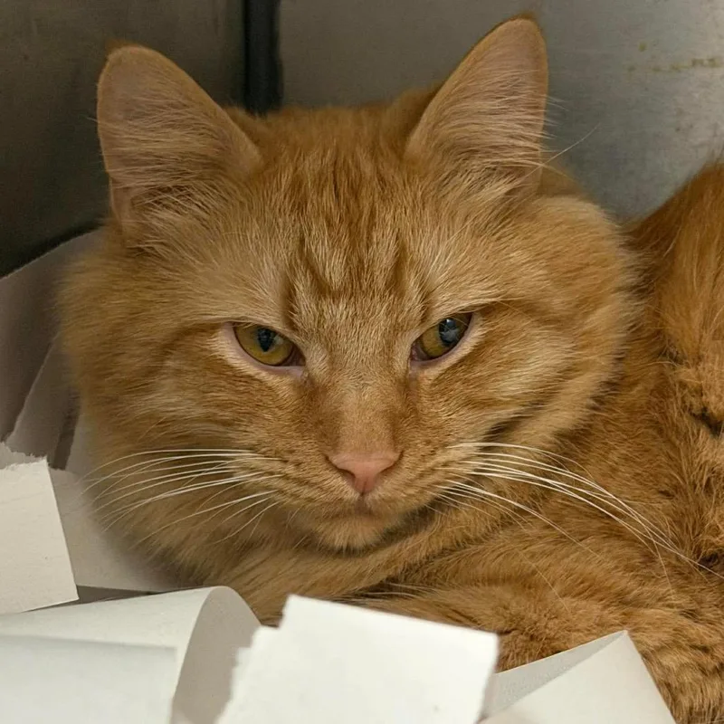 Weasley Brothers: George