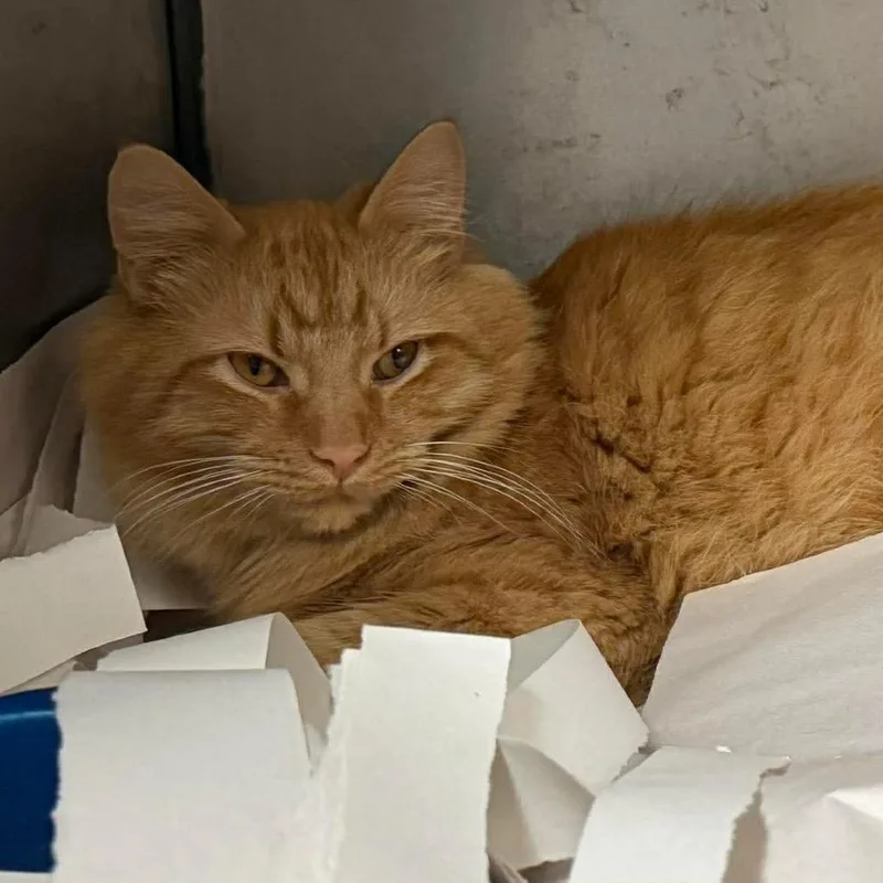 Weasley Brothers: George thumbnail 2