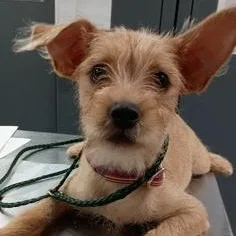 A baby medium-sized male Terrier dog named ScrappyDoo for adoption in Danbury, CT